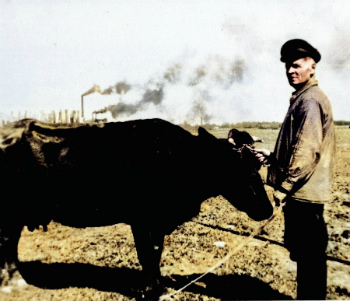  My father's father, in other words my grandfather, Vassili, with a dairy cow he was permitted to keep.